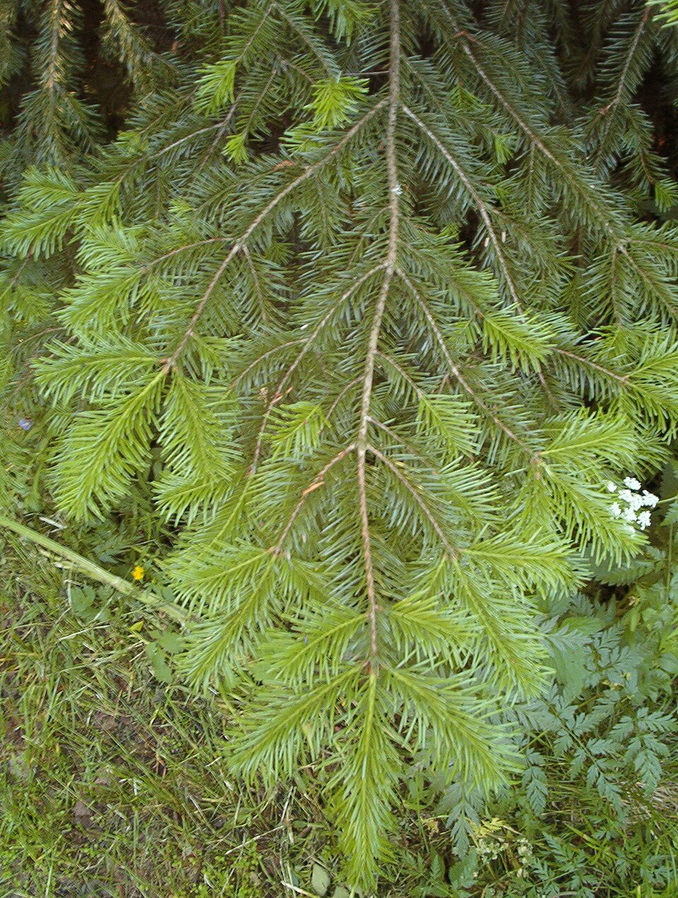 Abies koreana (Korean fir) (alternate view 6)