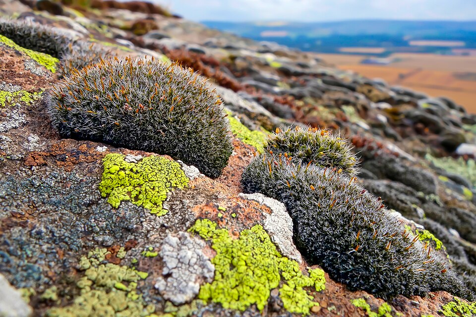 Grimmia (alternate view 2)