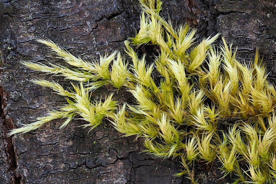 Homalothecium (homalothecium mosses) (alternate view 5)