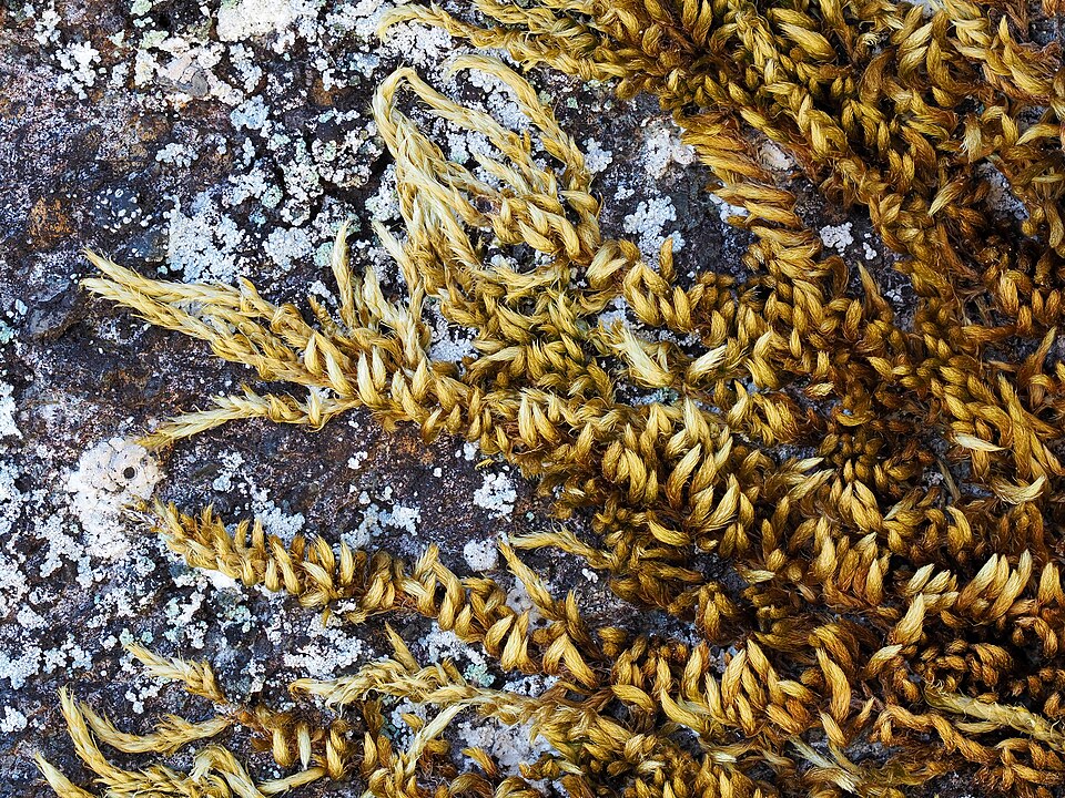 Homalothecium (homalothecium mosses) (alternate view 6)