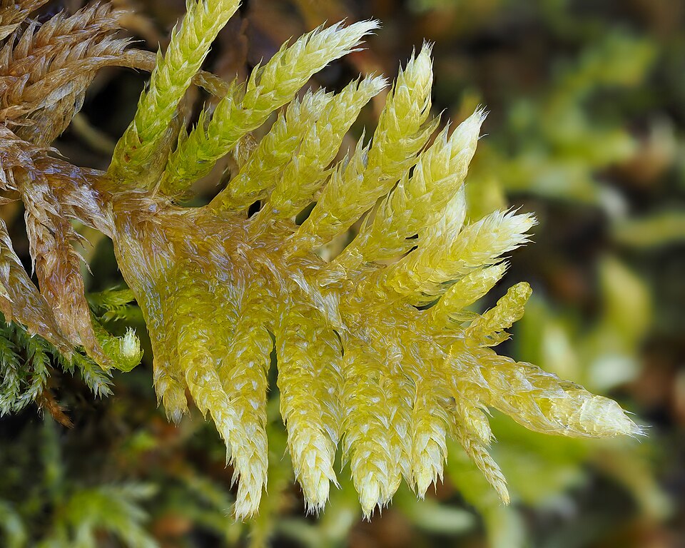 Homalothecium (homalothecium mosses) (alternate view 7)