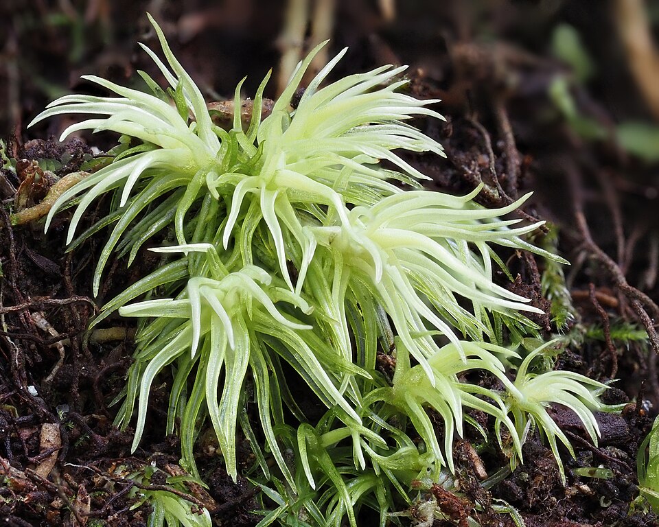 Leucobryum (Leucobryum mosses) (alternate view 4)