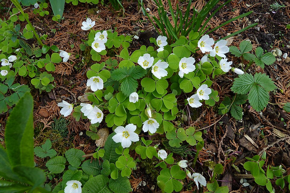 Oxalis acetosella (European wood-sorrel)