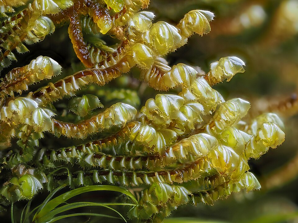 Plagiochila (alternate view 6)