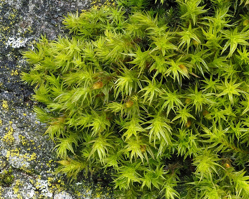 Pulvigera (alternate view 4)