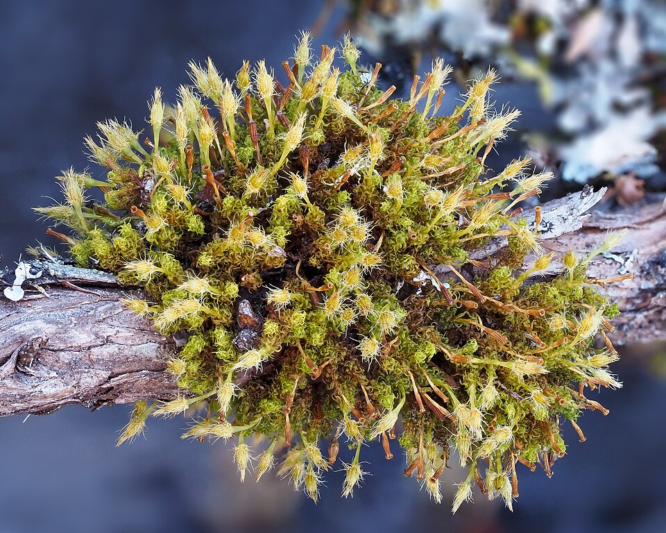 Ulota (alternate view 3)