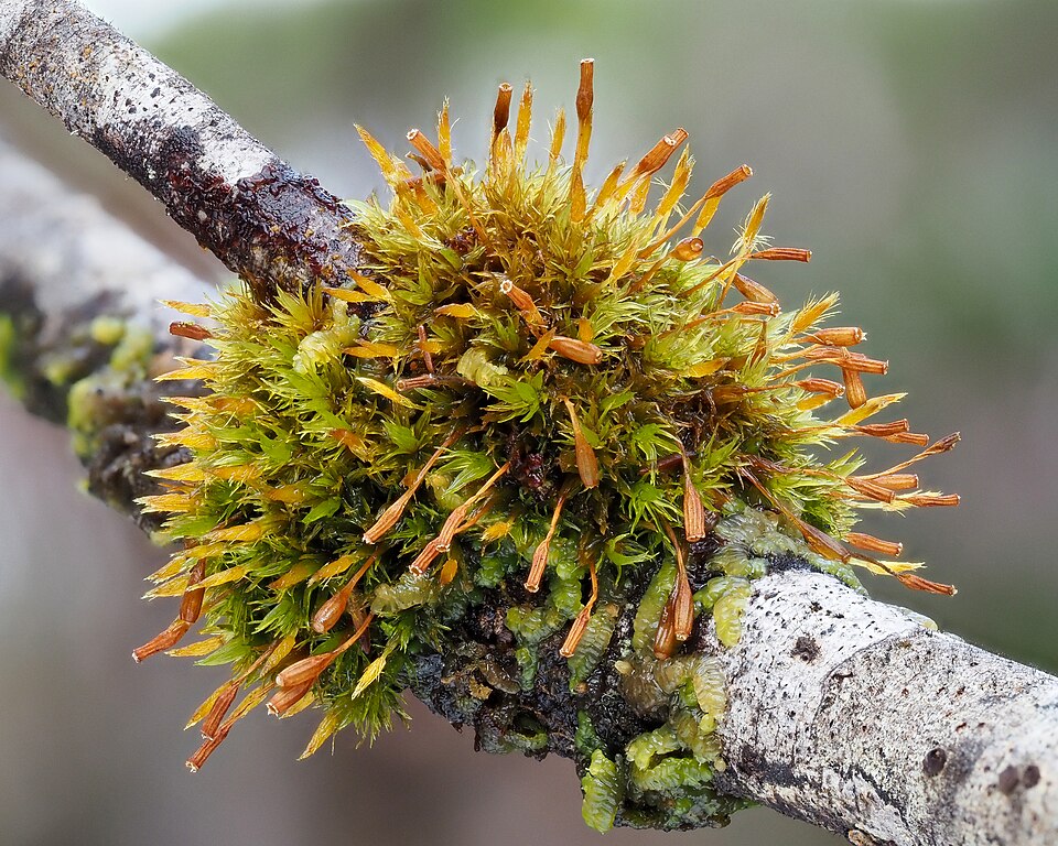 Ulota (alternate view 4)