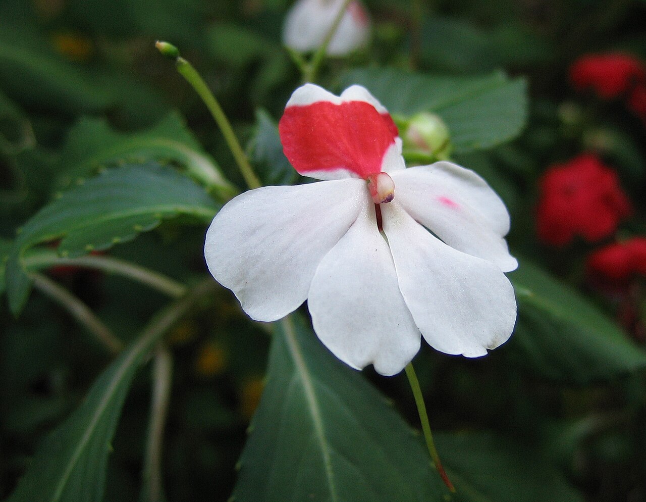 Impatiens balsamina, Garden balsam — upright (Balsaminaceae) (image 5 of 8)