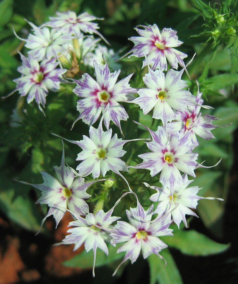 Phlox drummondii (Drummond's phlox) (alternate view 7)