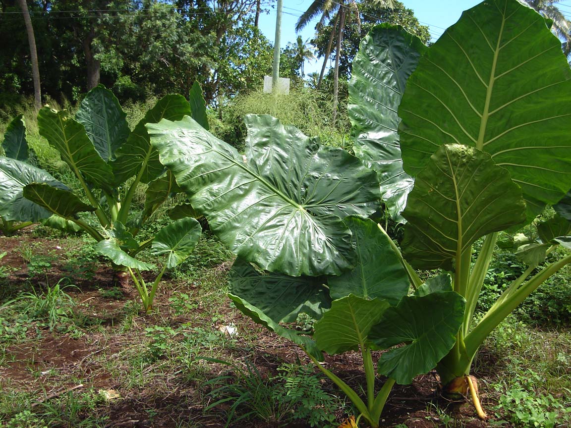Alocasia macrorrhizos, Giant taro — upright evergreen (Araceae) (image 4 of 8)