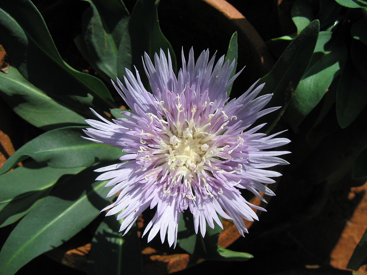 Stokesia laevis, Stokes' aster — clumping semi-evergreen (Asteraceae) (image 8 of 10)