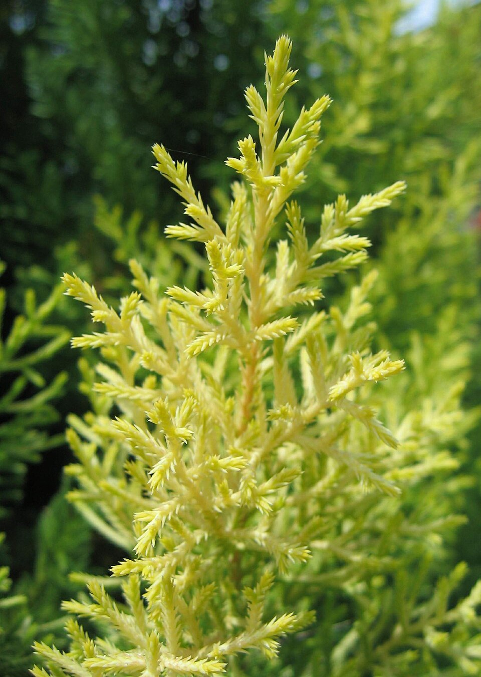 Cupressus macrocarpa 'Goldcrest' (Goldcrest Monterey Cypress) (alternate view 4)
