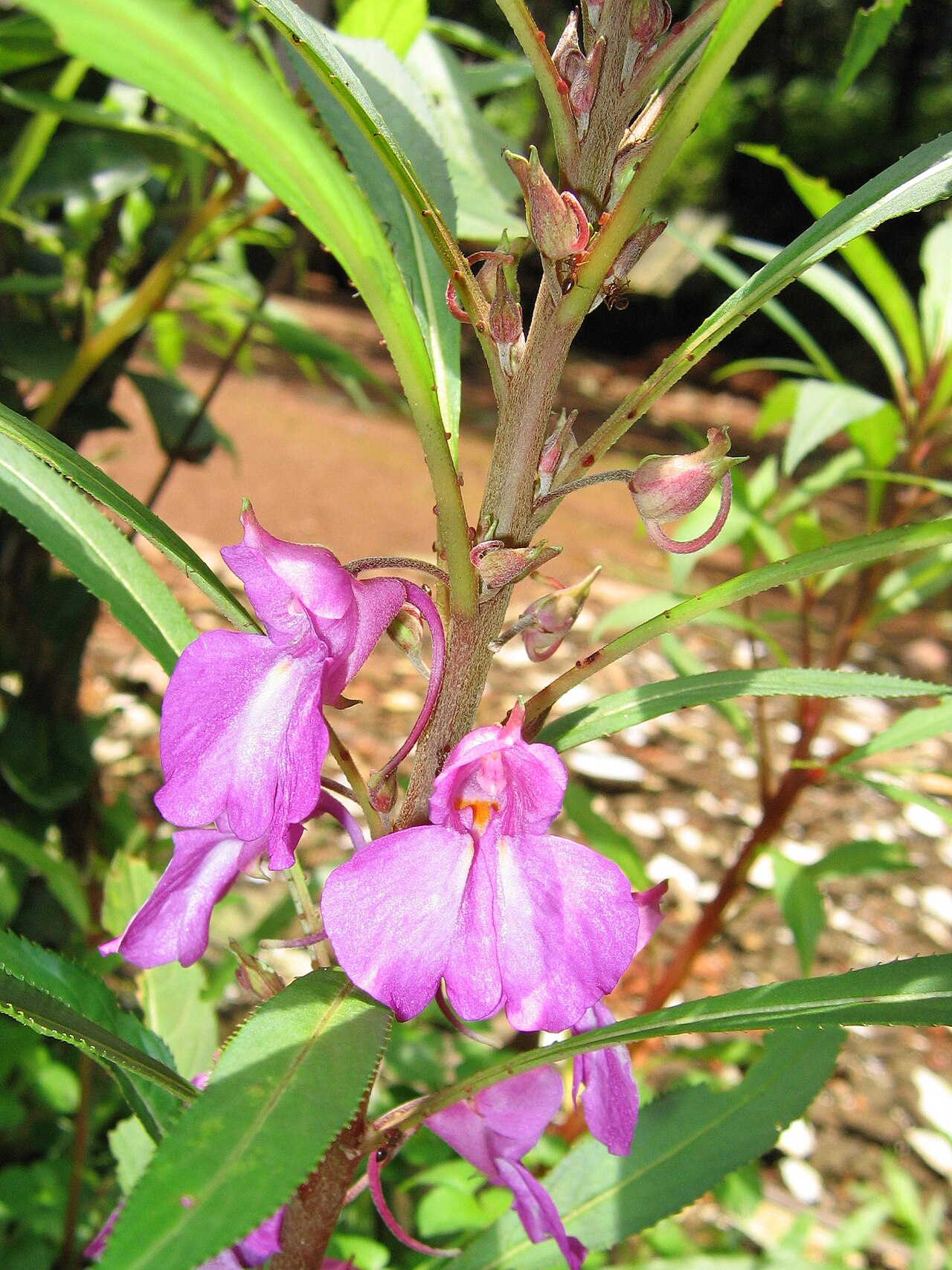 Impatiens balsamina, Garden balsam — upright (Balsaminaceae) (image 6 of 8)