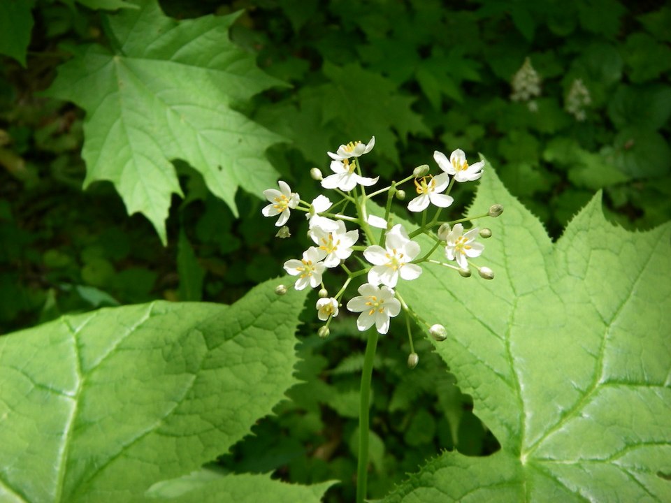 Diphylleia cymosa (Umbrella Leaf) (alternate view 6)
