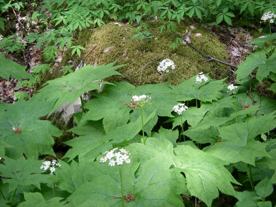 Diphylleia cymosa (Umbrella Leaf) (alternate view 7)