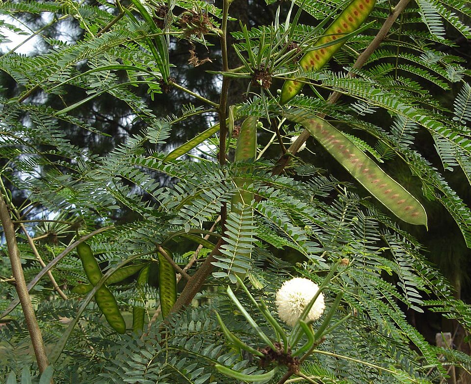Leucaena leucocephala (White leadtree)