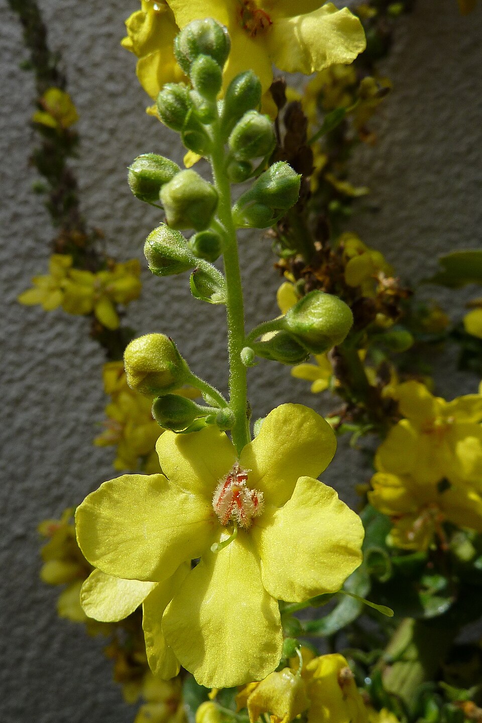 Verbascum olympicum (Olympic mullein) (alternate view 9)