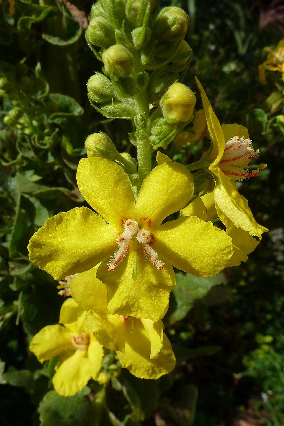 Verbascum olympicum (Olympic mullein) (alternate view 10)