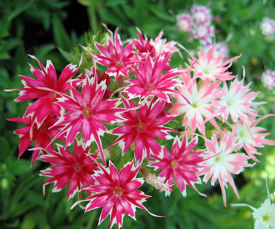 Phlox drummondii (Drummond's phlox) (alternate view 8)