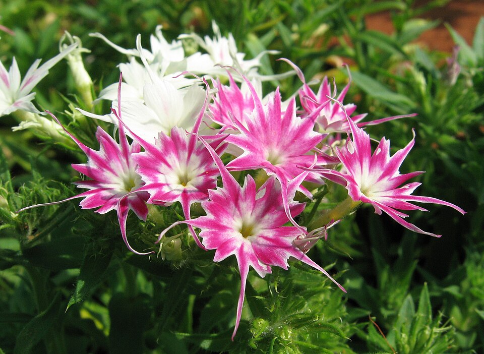 Phlox drummondii (Drummond's phlox) (alternate view 9)