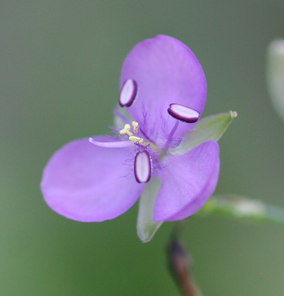 Murdannia graminea (Grass Lily) (alternate view 6)