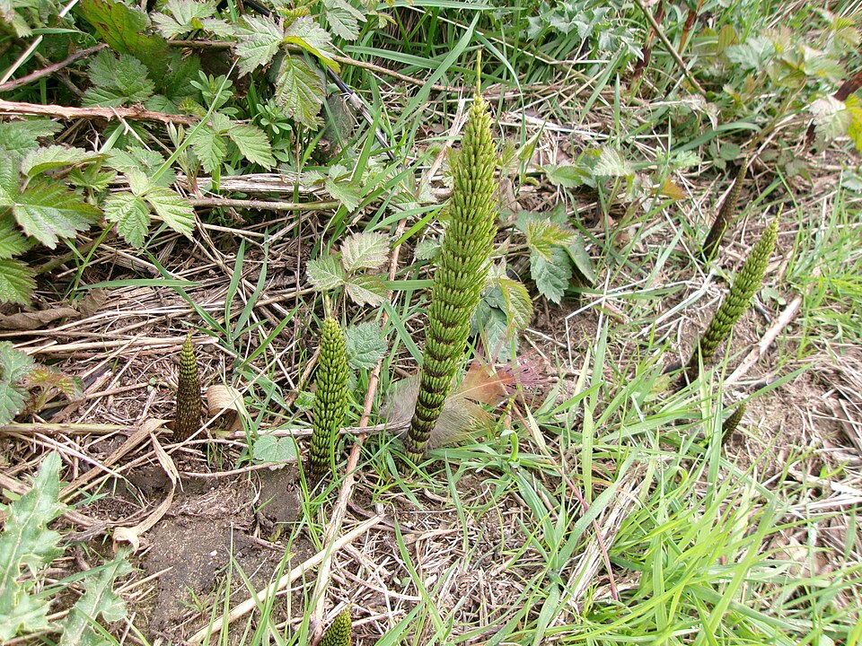 Equisetum (horsetails) (alternate view 6)