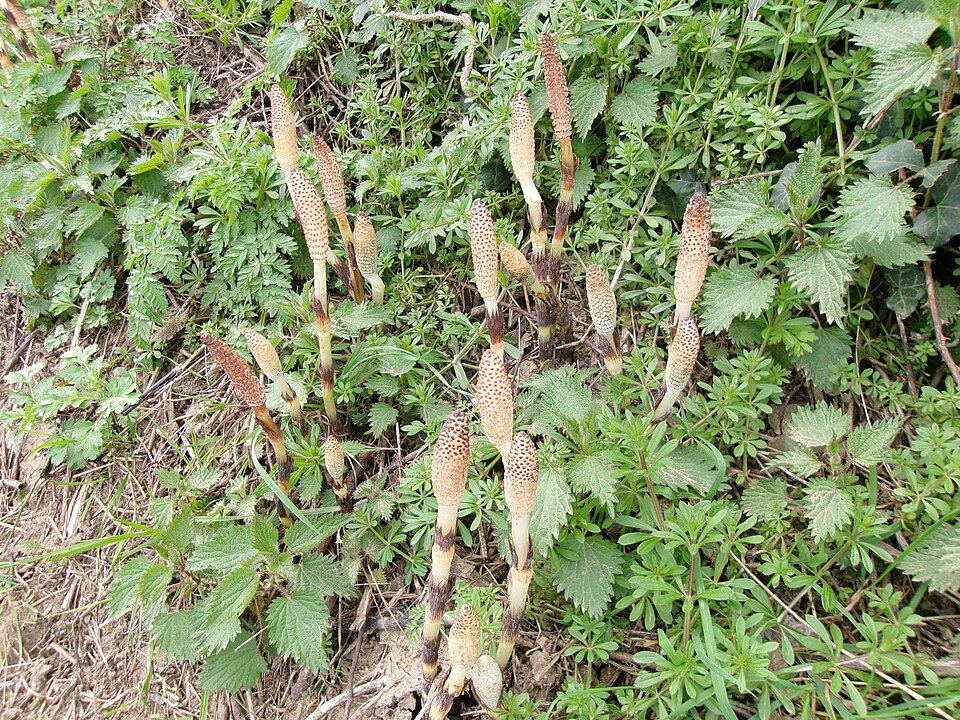 Equisetum (horsetails) (alternate view 7)