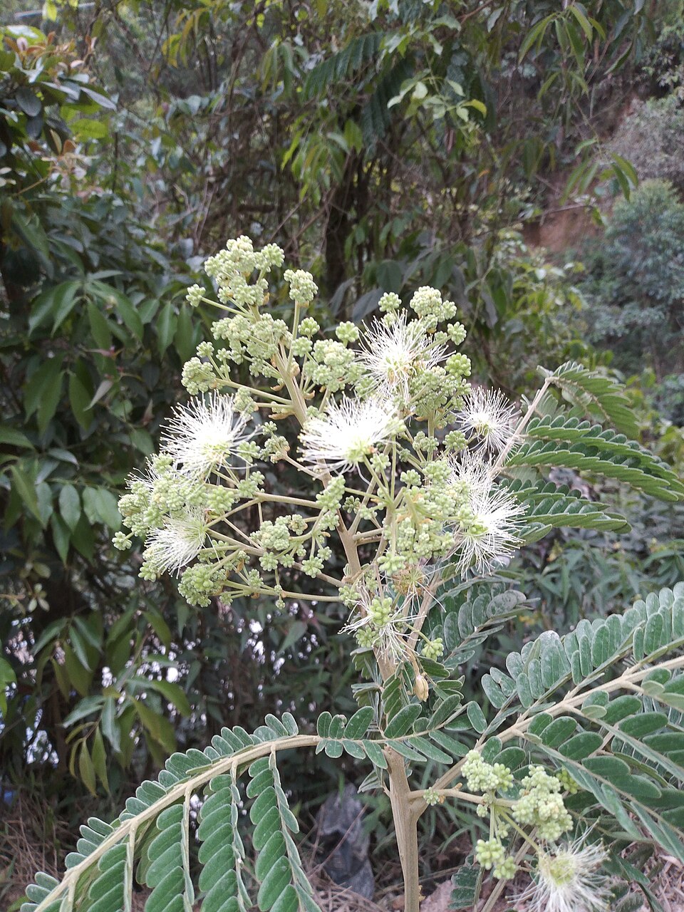 Albizia (Mimosa, silk trees, false-thorns, and allies)