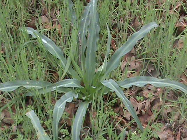Chlorogalum pomeridianum (wavy-leafed soap plant) (alternate view 3)