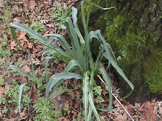Chlorogalum pomeridianum (wavy-leafed soap plant) (alternate view 4)
