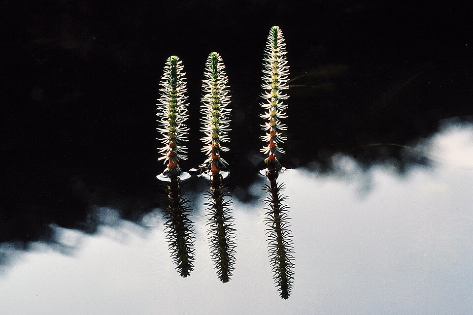 Hippuris vulgaris (Common Mare's Tail) (alternate view 9)