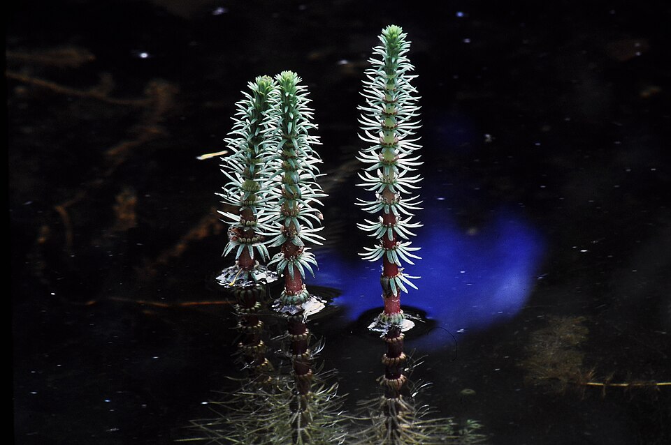 Hippuris vulgaris (Common Mare's Tail) (alternate view 10)