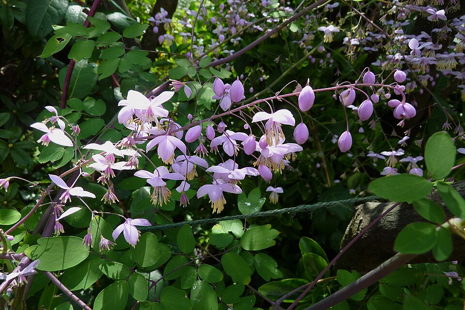 Thalictrum delavayi (Yunnan Meadow Rue) (alternate view 8)