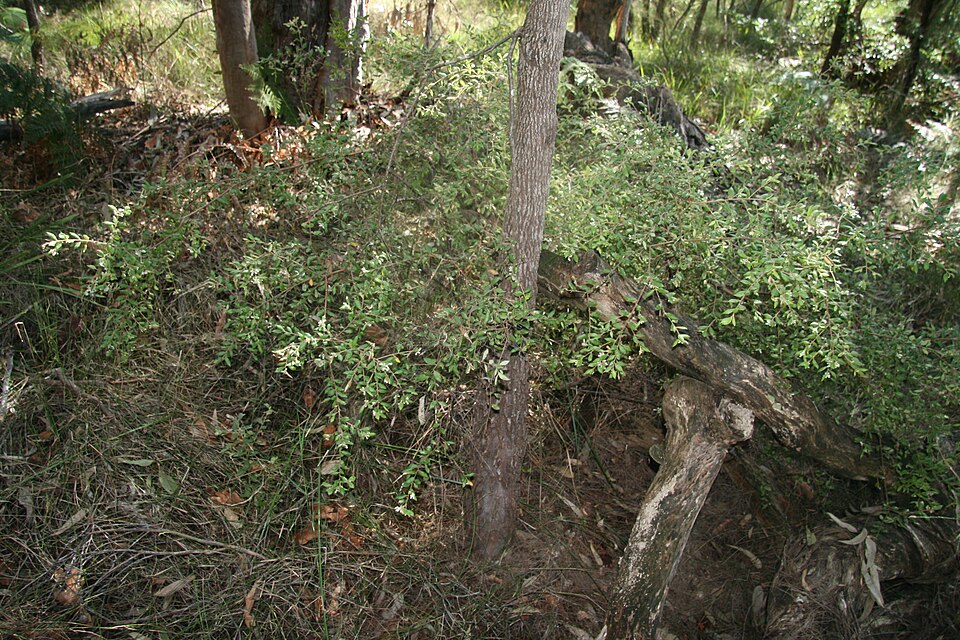 Grevillea mucronulata (Green Spider Flower) (alternate view 8)