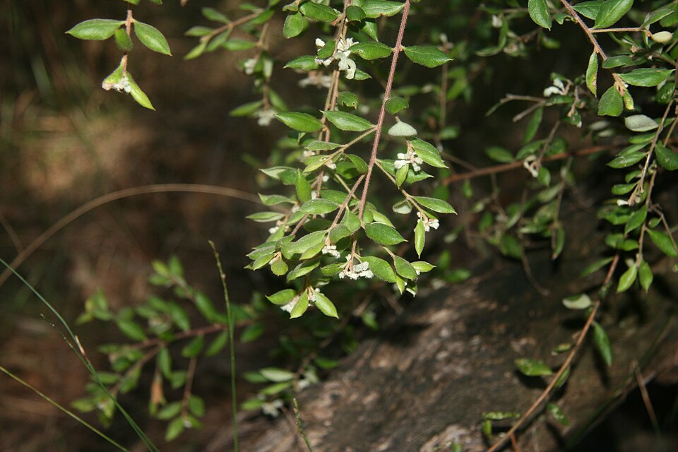 Grevillea mucronulata (Green Spider Flower) (alternate view 9)