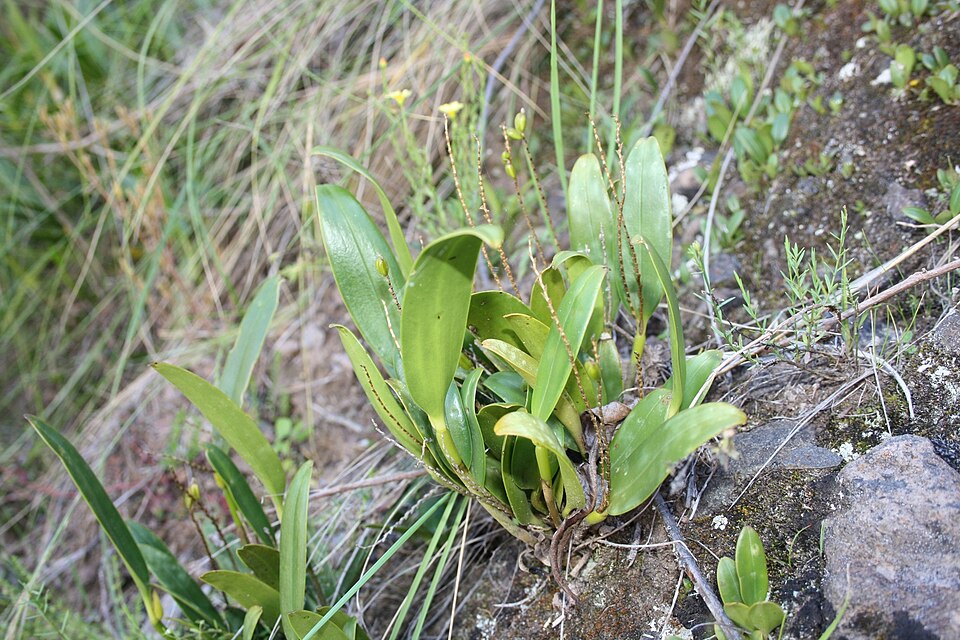 Stelis (Leach Orchids)