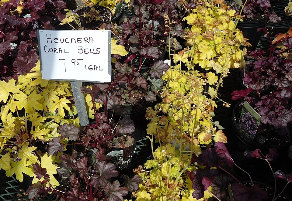 Heuchera (alumroots) (alternate view 7)