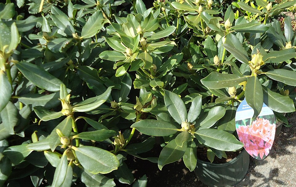 Rhododendron 'Nova Zembla' (Nova Zembla Rhododendron)