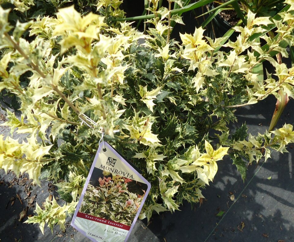 Osmanthus heterophyllus 'Goshiki' (Goshiki holly-leaf osmanthus) (alternate view 5)
