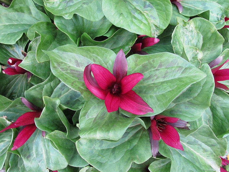 Trillium chloropetalum (giant trillium) (alternate view 8)