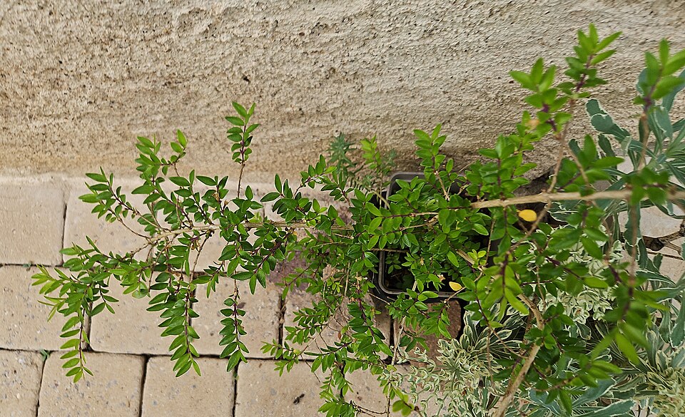 Lonicera ligustrina (Boxleaf Honeysuckle)