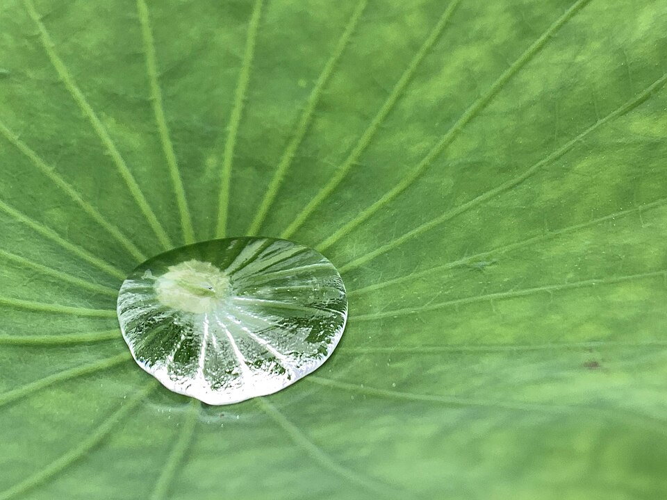 Lotus (bird's-foot trefoils)