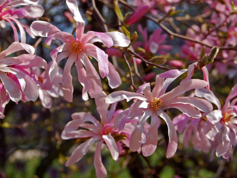Magnolia × loebneri 'Leonard Messel' (Leonard Messel Magnolia) (alternate view 5)