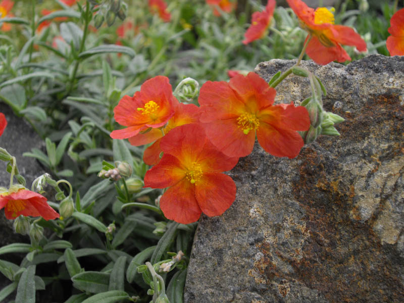 Helianthemum nummularium 'Fire Dragon' (Fire Dragon Sun Rose)