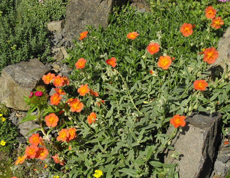 Helianthemum nummularium 'Fire Dragon' (Fire Dragon Sun Rose) (alternate view 2)
