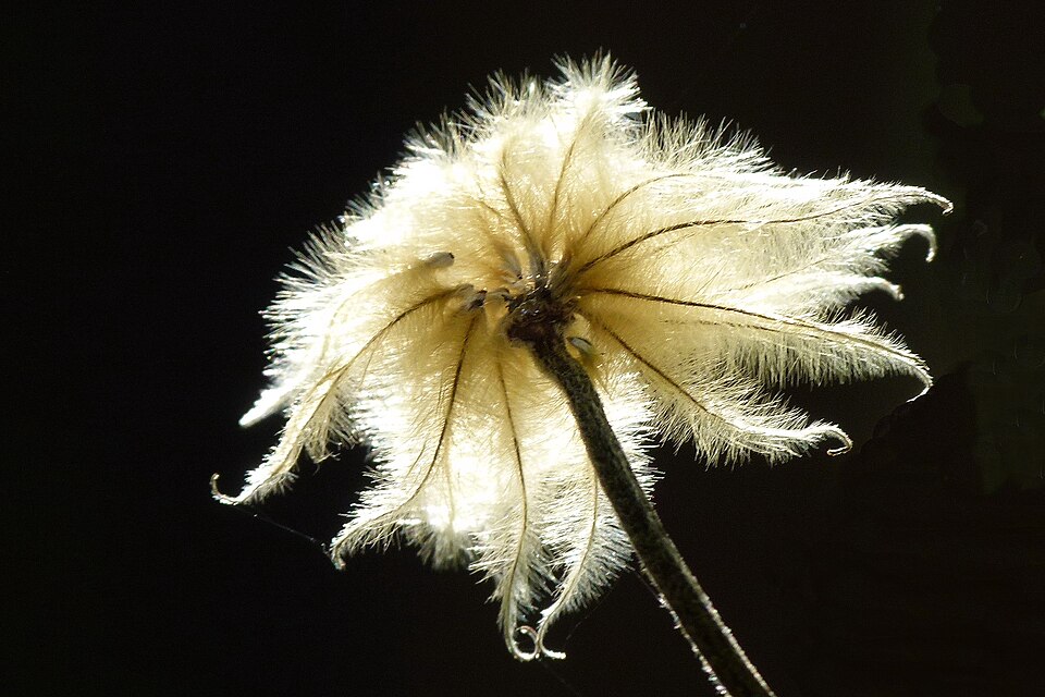 Clematis durandii (Durand's Clematis)