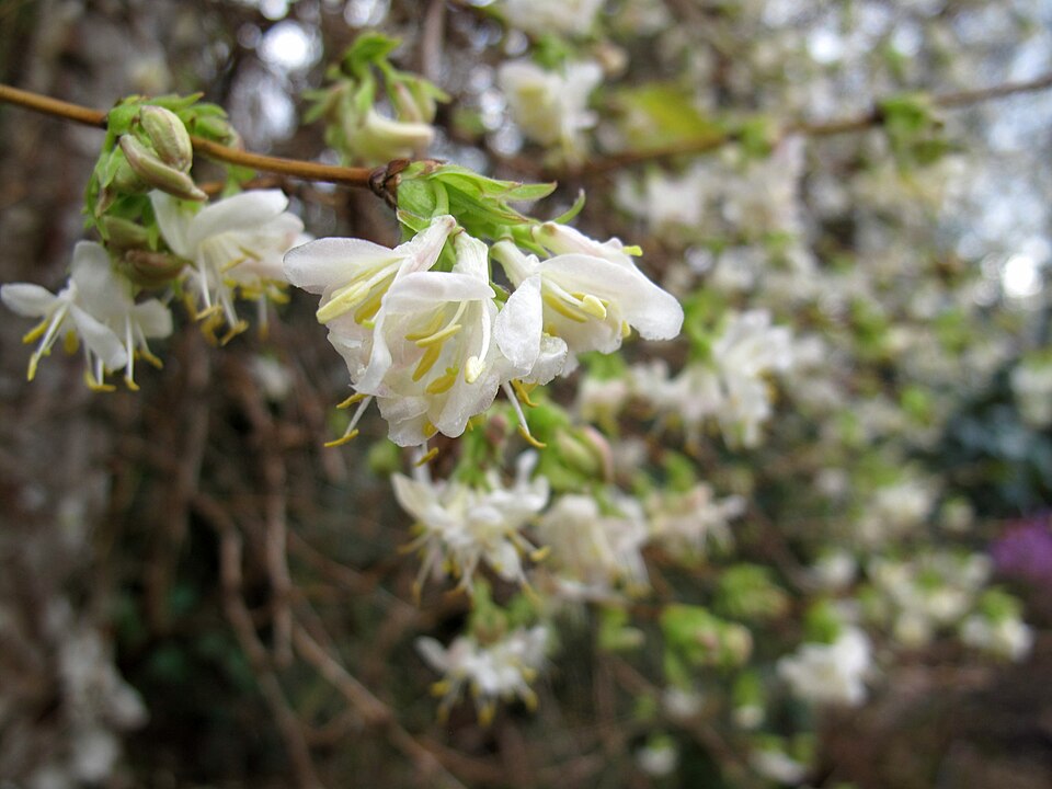 Lonicera × purpusii (Winter Beauty Honeysuckle) (alternate view 10)