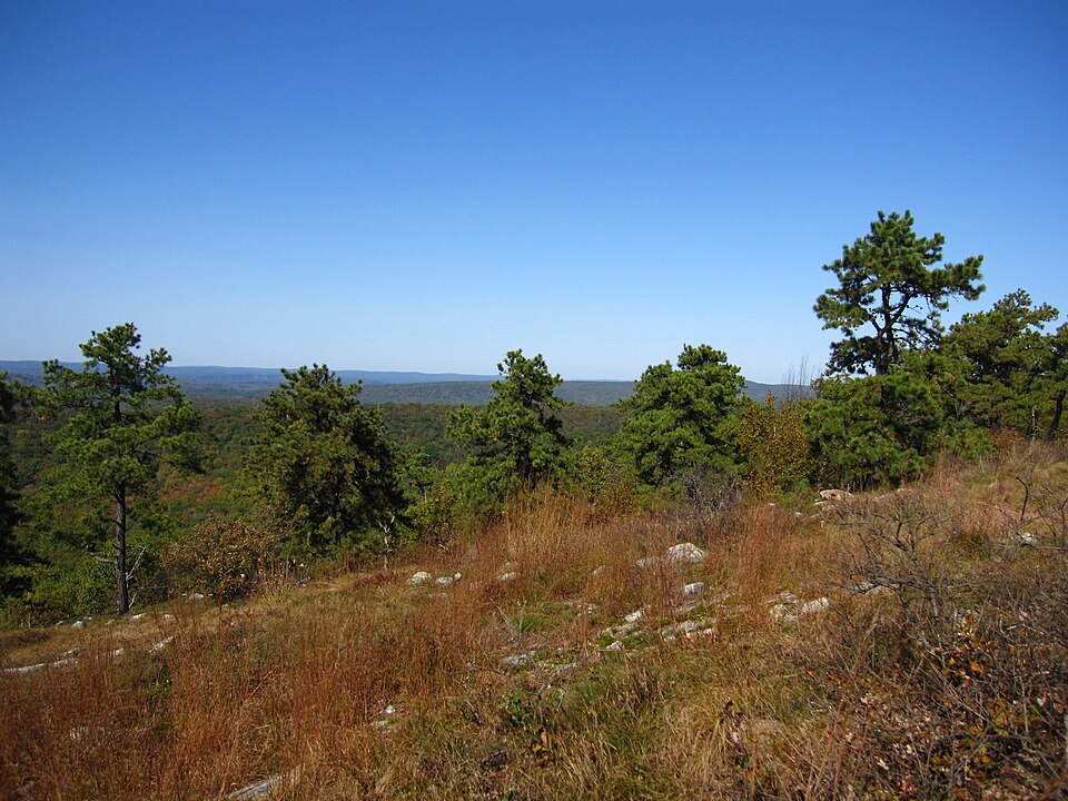 Quercus ilicifolia (bear oak) (alternate view 5)