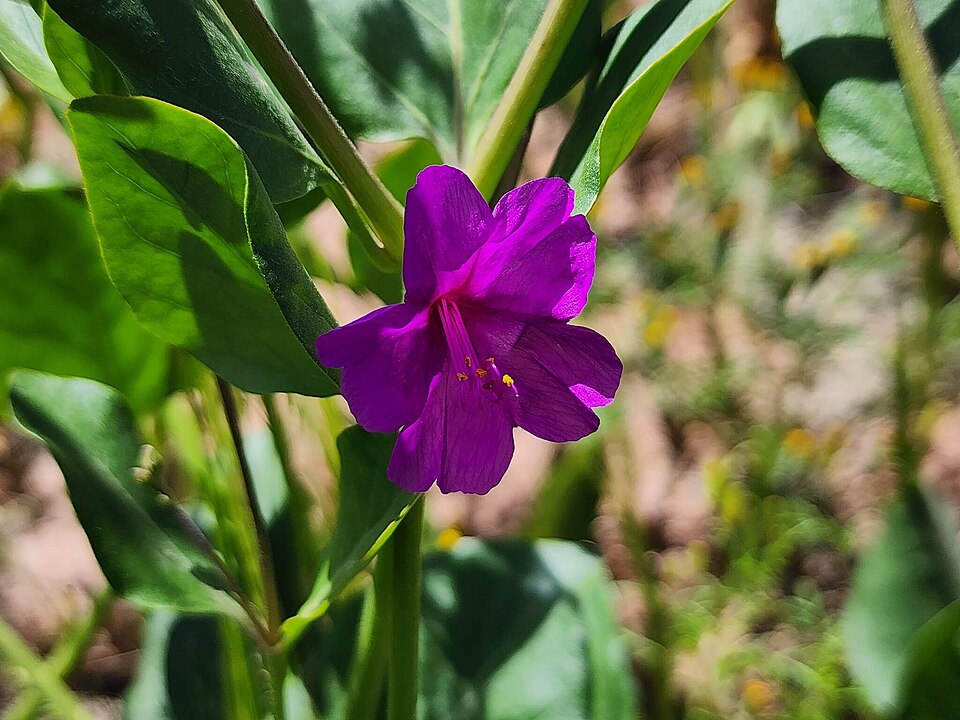 Mirabilis (four o'clocks) (alternate view 8)