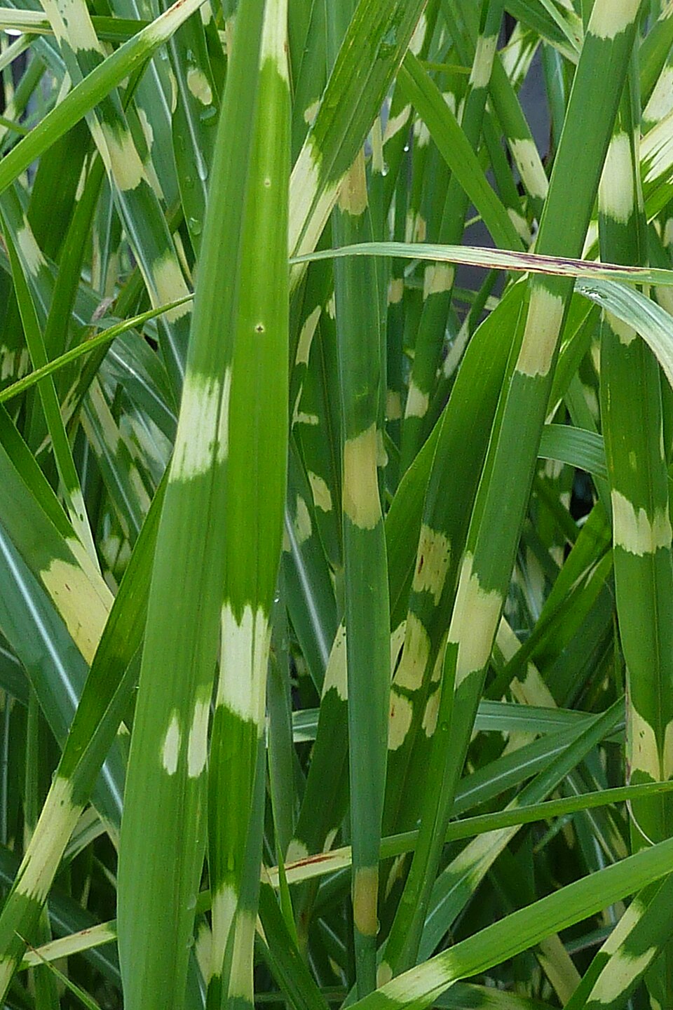 Miscanthus sinensis 'Zebrinus' (Zebra Grass) (alternate view 4)